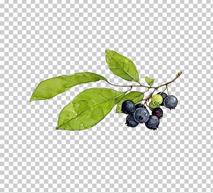 Blueberry Pie Watercolor Painting PNG, Clipart, Balloon Cartoon, Berry, Bilberry, Blueberry, Botanical Illustration Free PNG Download