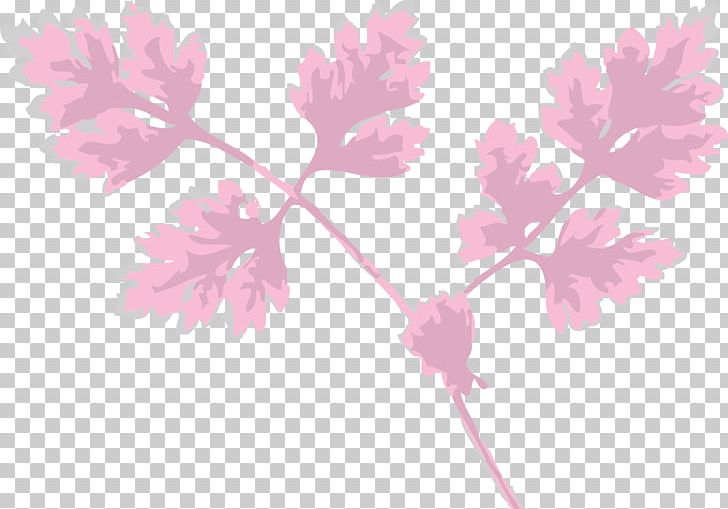 Chervil Leaf Herb Neem Tree PNG, Clipart, Blossom, Branch, Cherry Blossom, Chervil, Flower Free PNG Download