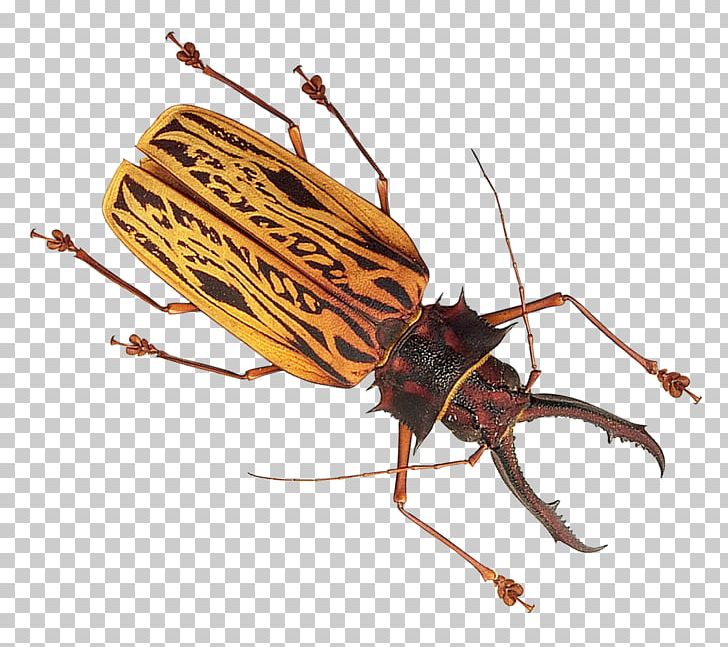 Insect Mosquito PNG, Clipart, Arthropod, Beetle, Bite, Bug, Bugs Free PNG Download