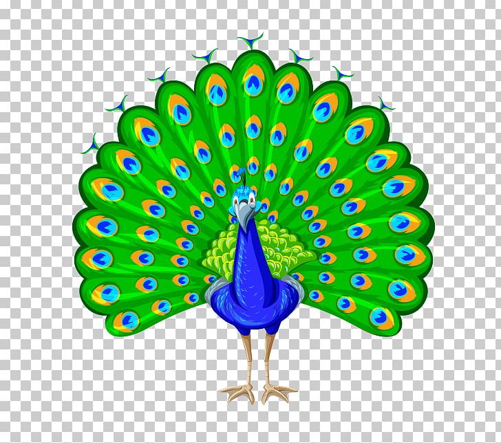Pavo PNG, Clipart, Beak, Bird, Can Stock Photo, Chicken, Copyright Free PNG Download