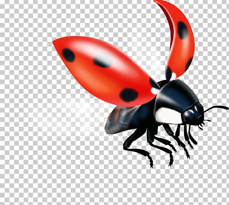 Weevil Insect Pest Lady Bird PNG, Clipart, Animals, Arthropod, Beetle, Insect, Invertebrate Free PNG Download