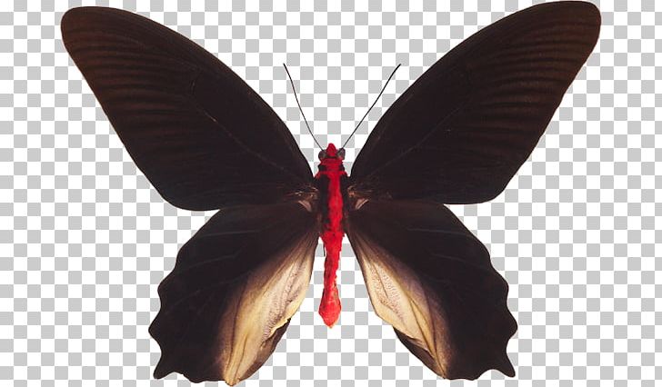 Brush-footed Butterflies Moth M. Butterfly PNG, Clipart, Arthropod, Brush Footed Butterfly, Butterfly, Insect, Insects Free PNG Download