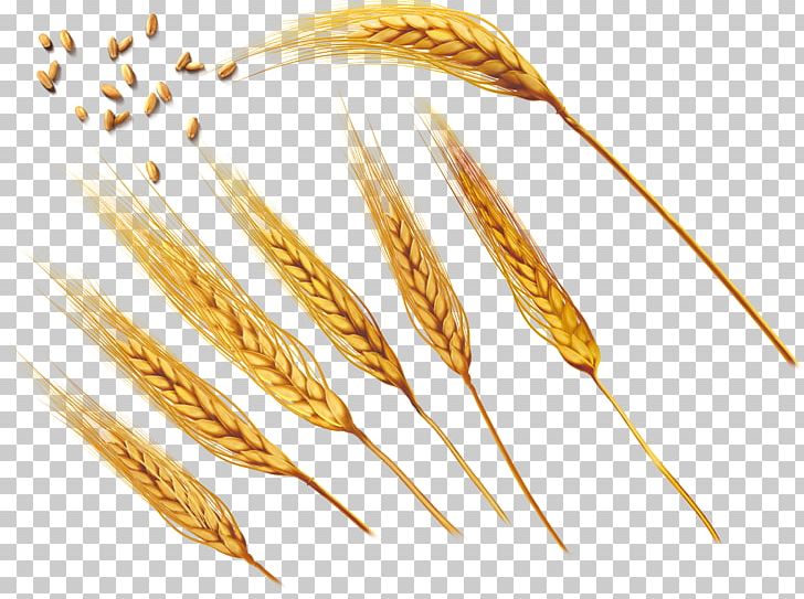 Common Wheat Ear Barley PNG, Clipart, Bow, Cartoon, Cereal, Cereal Germ, Commodity Free PNG Download