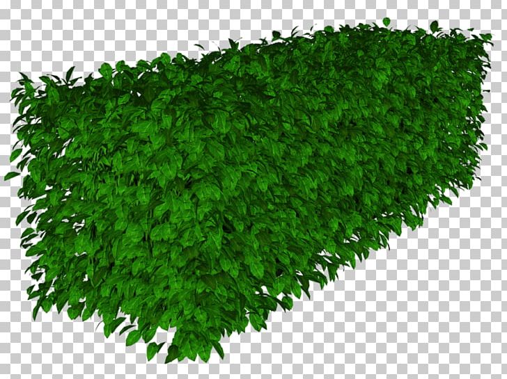 Herbaceous Plant Lawn Ryegrass Groundcover PNG, Clipart, Google Images, Grass, Green, Groundcover, Herb Free PNG Download