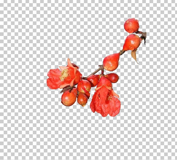 Pomegranate PNG, Clipart, Adobe Illustrator, Artworks, Auglis, Berry, Branch Free PNG Download