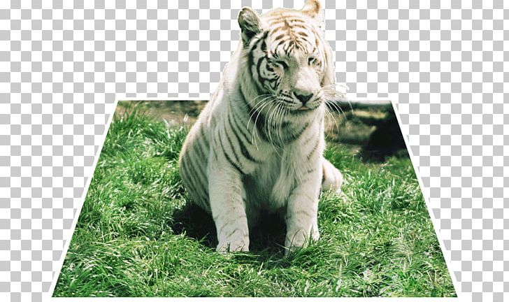 Tiger Big Cat Terrestrial Animal Wildlife PNG, Clipart, Animal, Big Cat, Big Cats, Carnivoran, Cat Free PNG Download