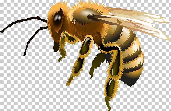 Worker Bee Apis Florea Euclidean PNG, Clipart, Animal, Beehive, Bees Vector, Hand, Hand Drawn Free PNG Download