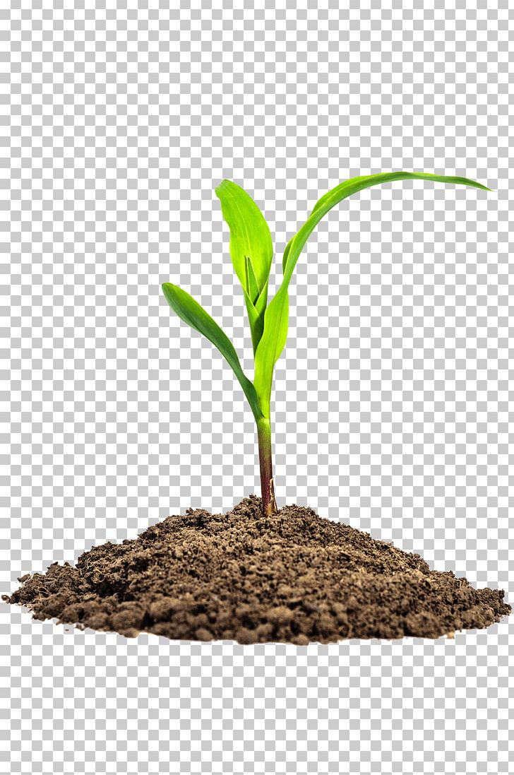 Maize Seedling Baby Corn Stock Photography PNG, Clipart, Agriculture, Baby Corn, Cereal, Commodity, Cornmeal Free PNG Download