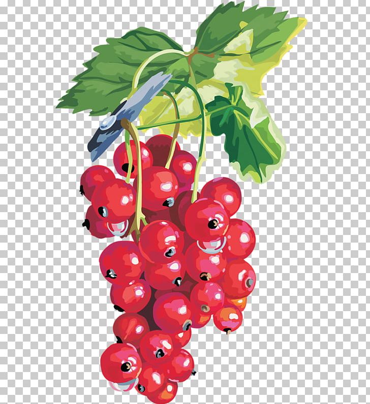 Redcurrant Blackcurrant Berries Fruit PNG, Clipart, Accessory Fruit, Berries, Berry, Bilberry, Blackcurrant Free PNG Download