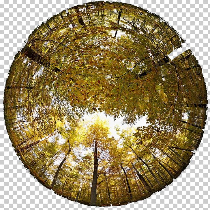 Tree Stock Photography Fisheye Lens PNG, Clipart, Animation, Christmas Tree, Circle, Coconut Tree, Family Tree Free PNG Download
