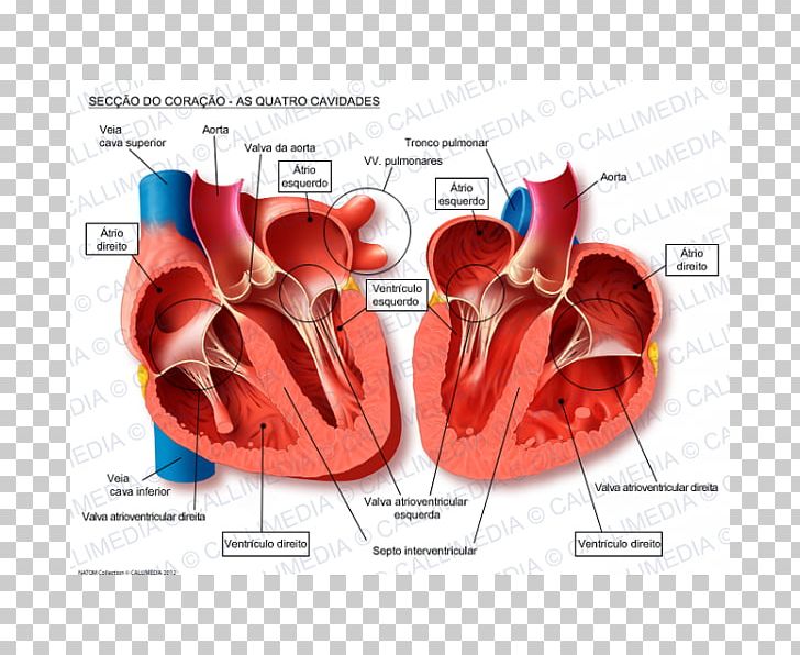 Human Heart Anatomy Blood Vessel Pulmonary Vein PNG, Clipart, Anatomy, Blood Vessel, Cardiology, Cross Section, Heart Free PNG Download