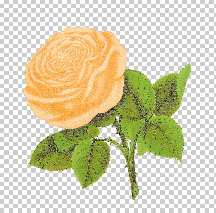 Rose Flower PNG, Clipart, Art, Cut Flowers, Flower, Flower Bouquet, Flowers Free PNG Download