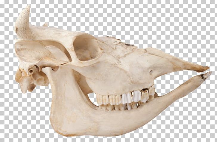 Skull Cattle Bone Skeleton Mammal PNG, Clipart, Animal, Bobcat, Bone, Bones, Brain Free PNG Download