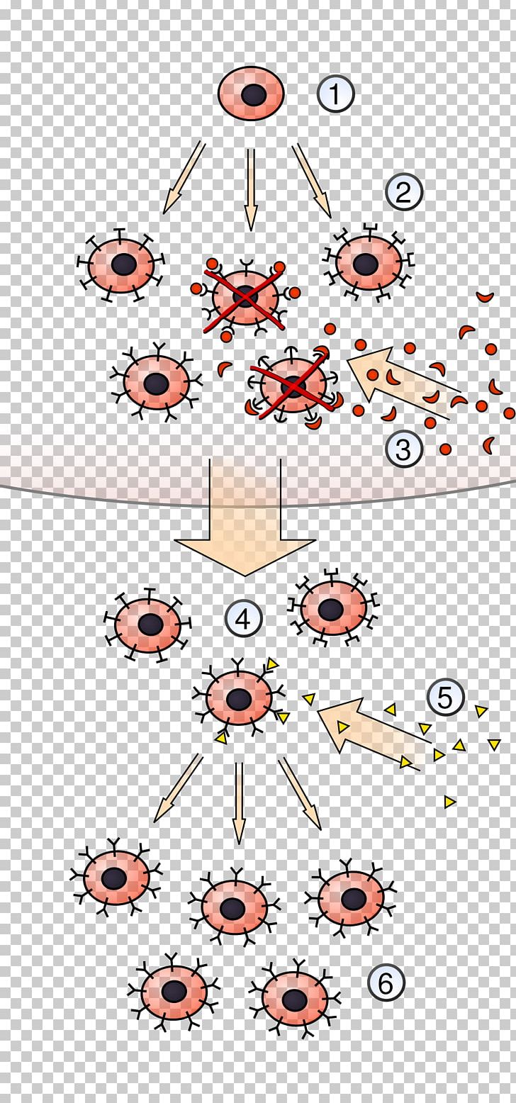 Clonal Selection Algorithm Lymphocyte Antigen Immune System PNG, Clipart, Adaptive Immune System, Angle, Antigen, Area, Art Free PNG Download