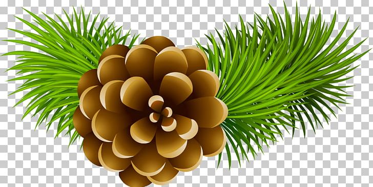 Conifer Cone Stock Photography Pine PNG, Clipart, Bird, Branches, Can Stock Photo, Christmas, Christmas Tree Free PNG Download