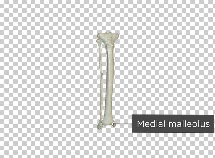 Fibula Tibia Bone Human Skeleton Malleolus PNG, Clipart, Anatomical Terms Of Location, Angle, Biology, Bone, Coronal Plane Free PNG Download