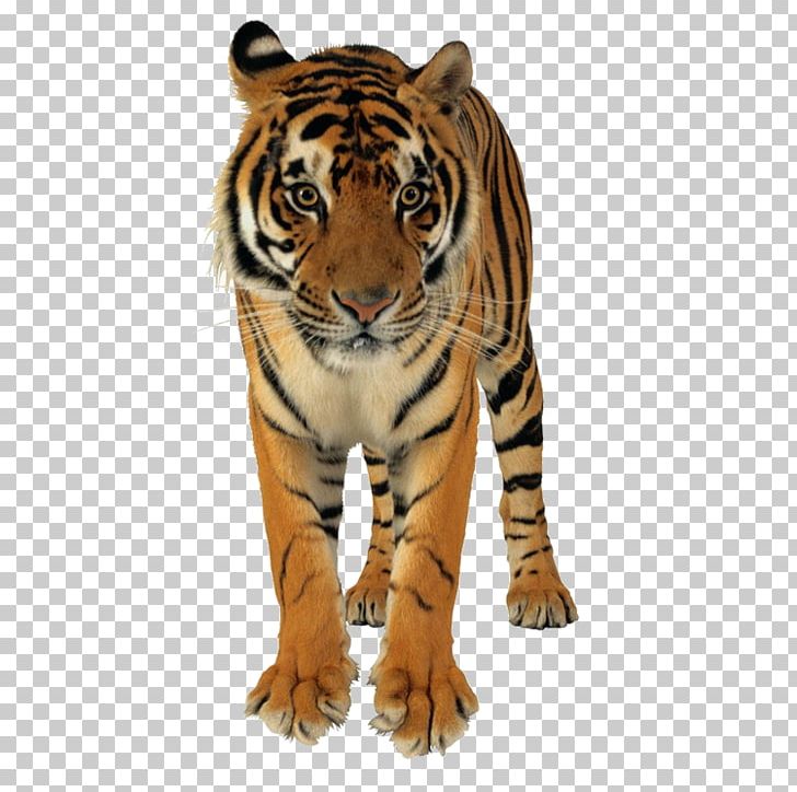 Lion Bangladesh Bengal Tiger Saving Tigers Cat PNG, Clipart, Animal, Animals, Bangladesh, Bengal Tiger, Big Cats Free PNG Download