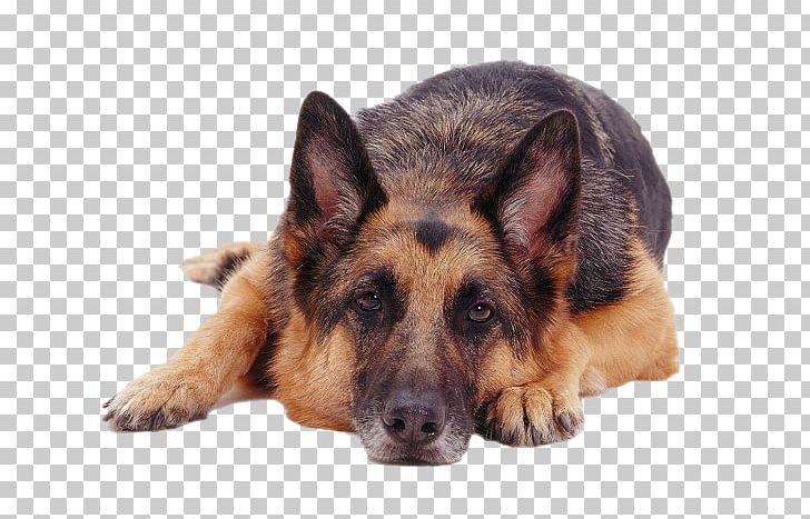 Old German Shepherd Dog King Shepherd Kunming Wolfdog Dobermann PNG, Clipart, Carnivoran, Christmas, Dobermann, Dog, Dog Breed Free PNG Download