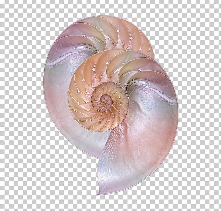 Sea Snail Conchology Chambered Nautilus Seashell PNG, Clipart, Chambered Nautilus, Closeup, Conch, Conchology, Invertebrate Free PNG Download
