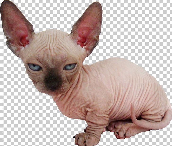 Sphynx Cat Kitten Bambino Cat Cat Food Breed PNG, Clipart, Animal, Animals, Bambino Cat, Breed, Breeder Free PNG Download