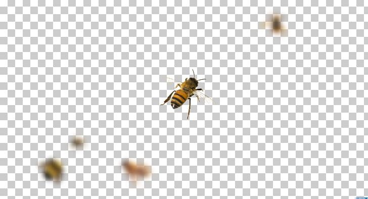 Honey Bee Mosquito PNG, Clipart, Arthropod, Bee, Fly, Honey, Honey Bee Free PNG Download
