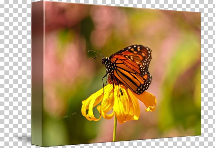 Monarch Butterfly Pieridae Lycaenidae Gallery Wrap PNG, Clipart, Art, Brush Footed Butterfly, Butterfly, Canvas, Claude Monet Free PNG Download