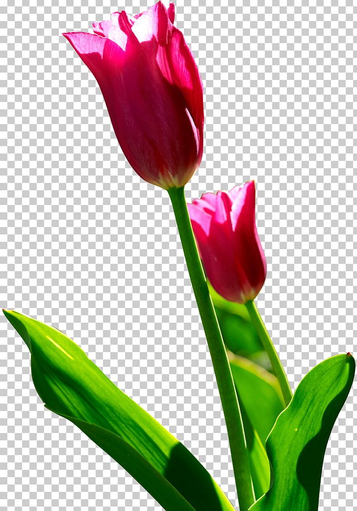 Tulip Flower Computer File PNG, Clipart, Bud, Cut Flowers, Download, Euclidean Vector, Floral Design Free PNG Download