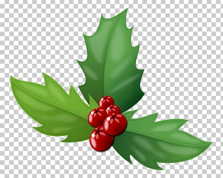 Berry Christmas PNG, Clipart, Aquifoliaceae, Aquifoliales, Berry, Bilberry, Christmas Free PNG Download
