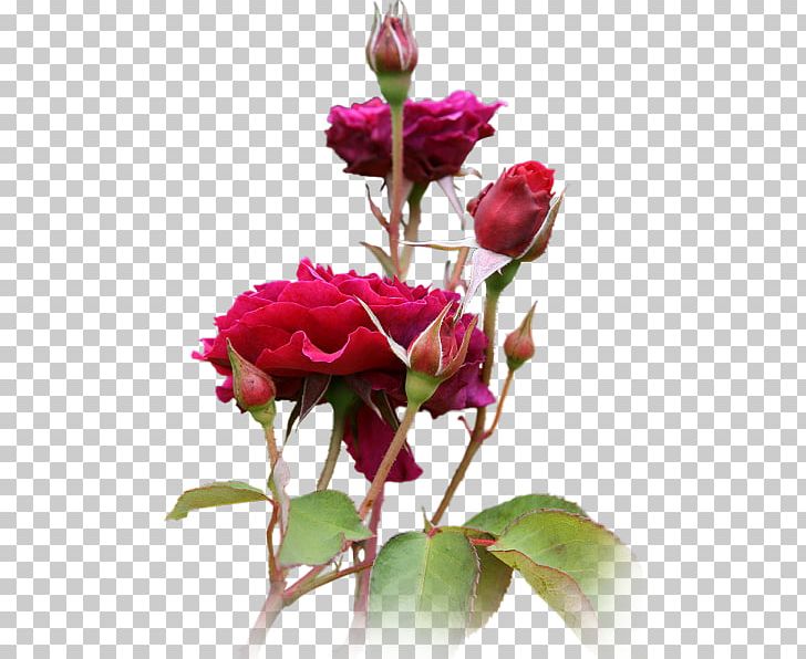 Flower Blog PNG, Clipart, Artificial Flower, China Rose, Encapsulated Postscript, Floribunda, Flower Arranging Free PNG Download