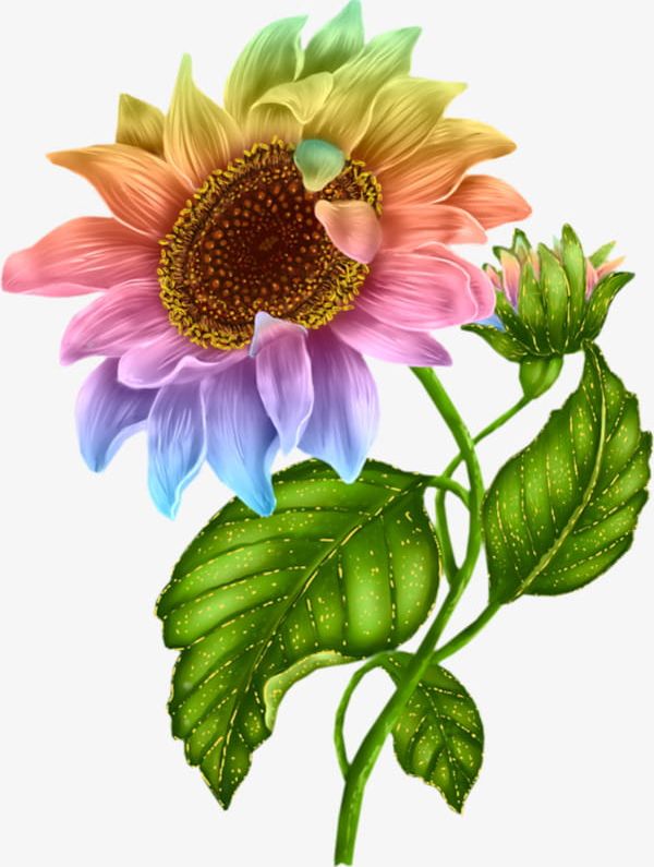 Sunflower Color PNG, Clipart, Color, Color Clipart, Flower, Flower Color, Sunflower Free PNG Download