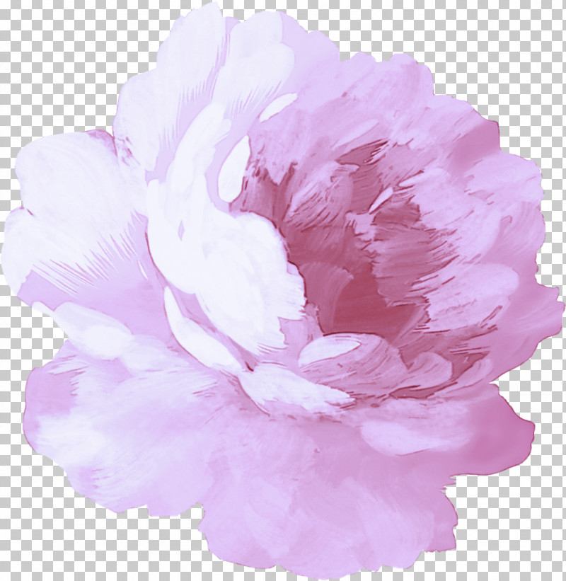 Pink Petal Flower Peony Plant PNG, Clipart, Chinese Peony, Common Peony, Cut Flowers, Flower, Peony Free PNG Download