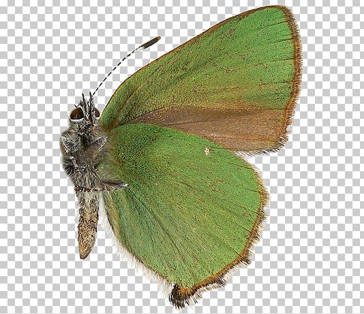 Colias Lycaenidae Nymphalidae Moth Butterfly PNG, Clipart, Arthropod, Brush Footed Butterfly, Butterfly, Butterfly Butterfly, Colias Free PNG Download