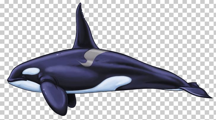 Common Bottlenose Dolphin Rough-toothed Dolphin Tucuxi White-beaked Dolphin Wholphin PNG, Clipart, Animal, Animals, Bottlenose Dolphin, Cetacea, Gray Whale Free PNG Download