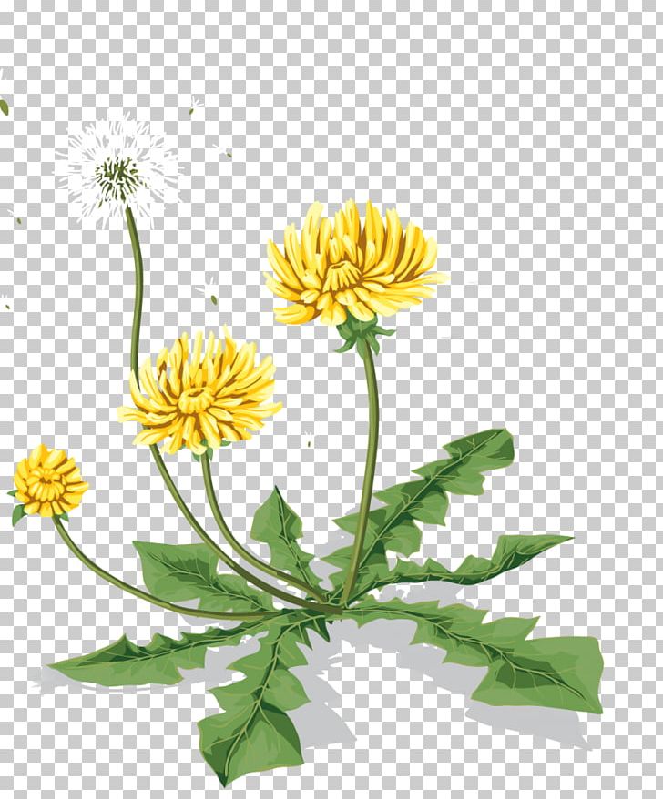 Dandelion Icon PNG, Clipart, Chrysanths, Computer Icons, Cut Flowers, Dahlia, Daisy Free PNG Download