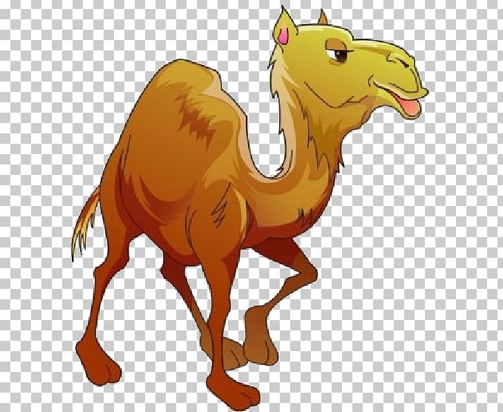 Bactrian Camel Dromedary PNG, Clipart, Animal Figure, Animals, Arabian Camel, Bactrian Camel, Camel Free PNG Download