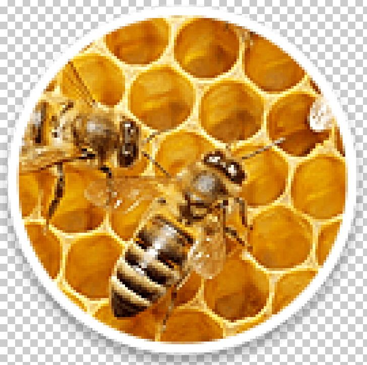 Beeswax Western Honey Bee Honeycomb PNG, Clipart, Apiary, Apitoxin, Arthropod, Bee, Beeswax Free PNG Download