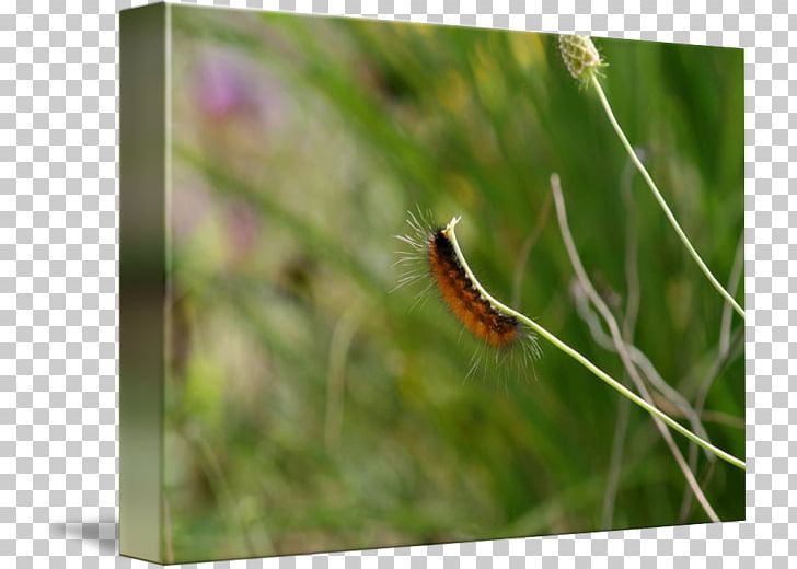Brush-footed Butterflies Insect Butterfly PNG, Clipart, Brush Footed Butterfly, Butterfly, Fuzzy Caterpillar, Grass, Insect Free PNG Download