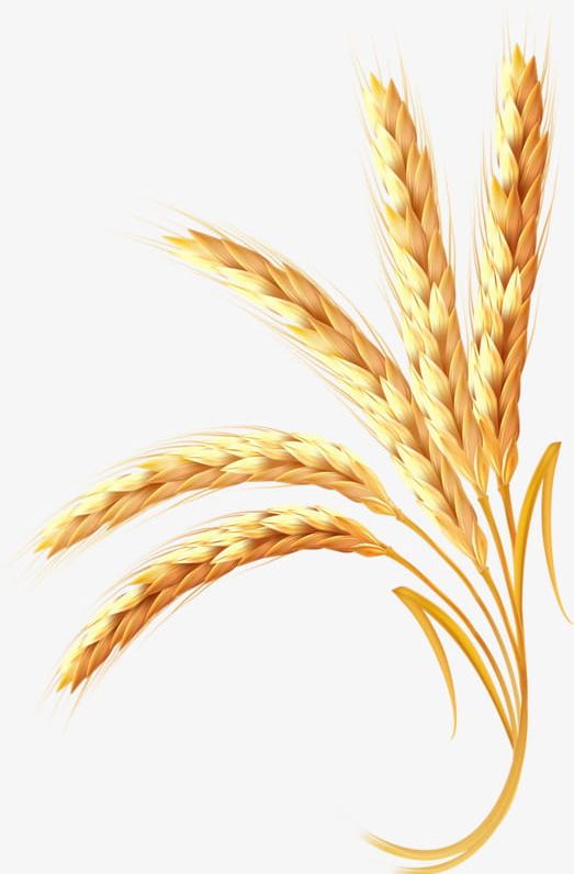 Golden Wheat PNG, Clipart, Golden, Golden Clipart, Golden Wheat, Wheat, Wheat Clipart Free PNG Download