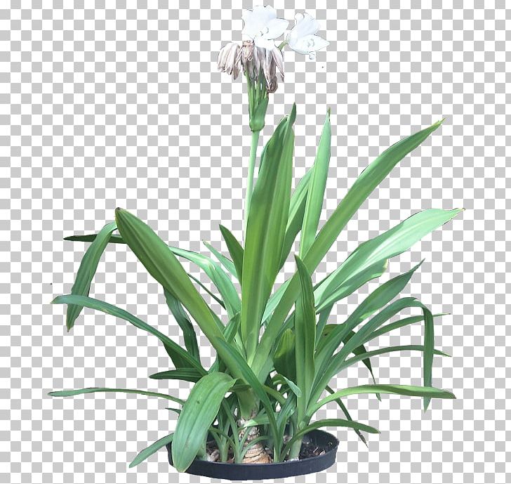 Hymenocallis Littoralis Flowering Plant Flowering Plant Tropics PNG, Clipart, Bulb, Crinum, Flower, Flowering Plant, Flowerpot Free PNG Download