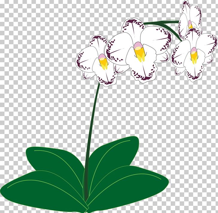 Orchids Plant PNG, Clipart, Branch, Computer Icons, Flora, Floral Design, Flower Free PNG Download