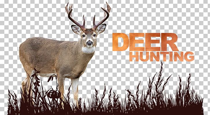 White-tailed Deer Reindeer Antler Deer Hunting PNG, Clipart, Antler, Deer, Deer Hunter, Deer Hunting, Fauna Free PNG Download