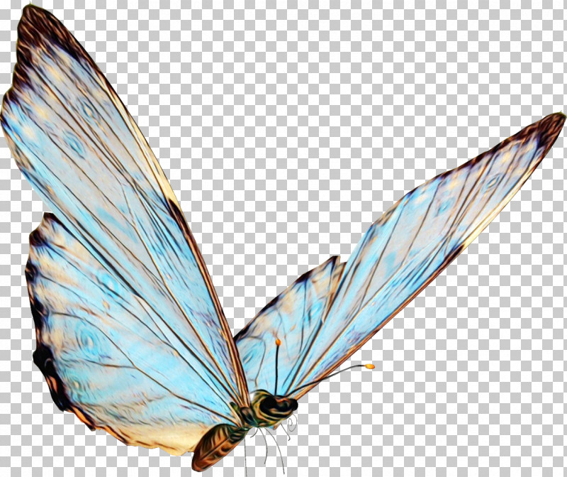 Insect Butterfly Moths And Butterflies Wing Pollinator PNG, Clipart, Butterfly, Insect, Lycaenid, Moths And Butterflies, Paint Free PNG Download