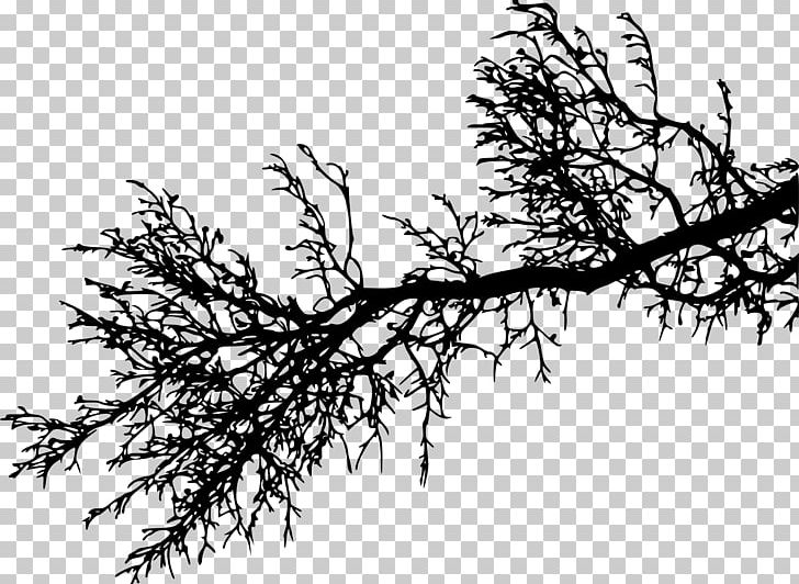 Branch Tree Silhouette Twig PNG, Clipart, Black And White, Branch, Branches, Flora, Information Free PNG Download