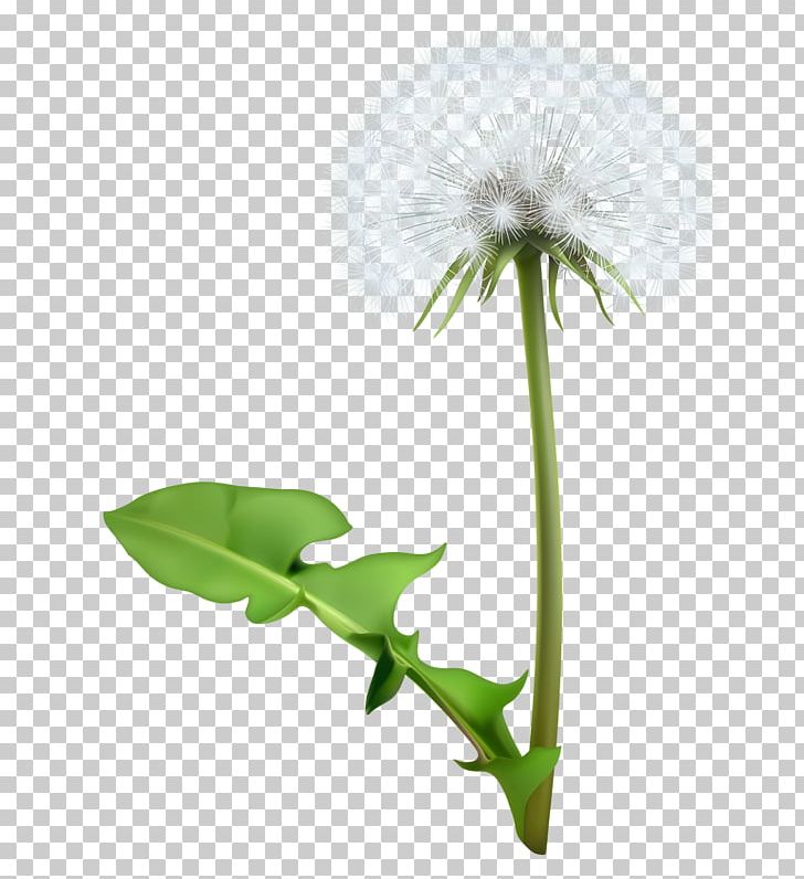 Common Dandelion Flower PNG, Clipart, Background White, Black White, Creative Market, Cut Flowers, Dandelion Free PNG Download