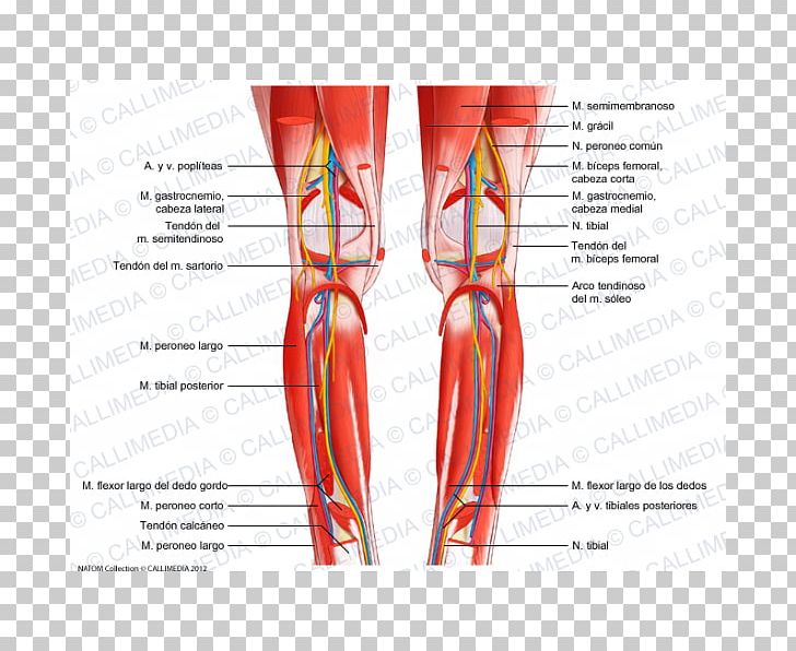 Knee Muscle Muscular System Fibula Crus PNG, Clipart, Abdomen, Blood Vessel, Crus, Fibula, Fibularis Muscles Free PNG Download