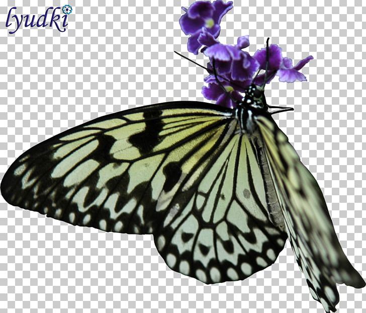 Monarch Butterfly Pieridae Moth PNG, Clipart, Arthropod, Brush Footed Butterfly, Butterflies And Moths, Butterfly, Gimp Free PNG Download