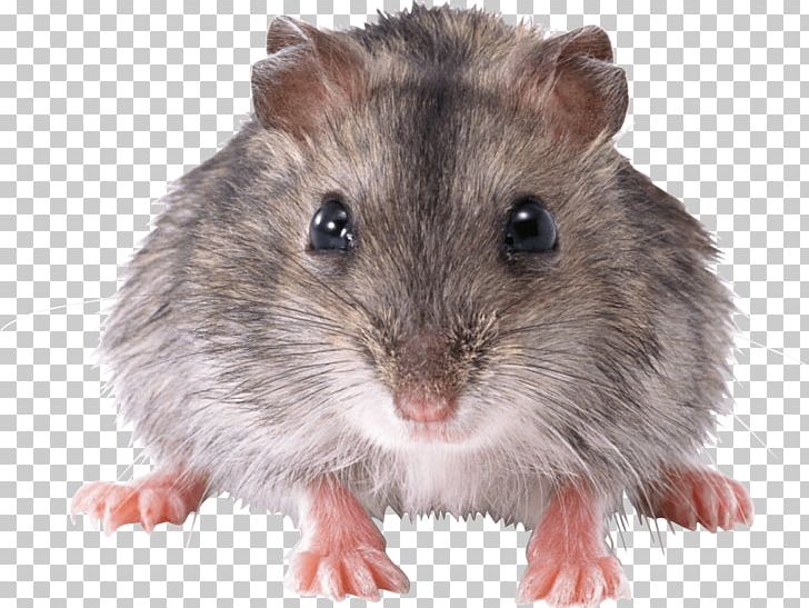 Mouse Rat PNG, Clipart, Animals, Catlover, Computer Mouse, Cubiro, Cute Free PNG Download