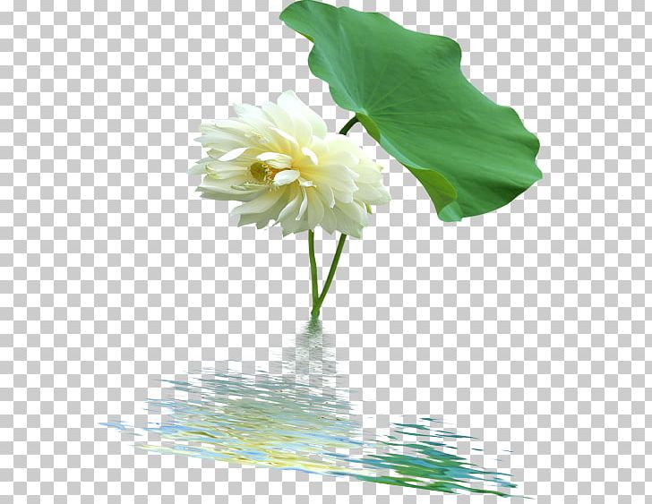 Nelumbo Nucifera Aquatic Plant Floral Design PNG, Clipart, Artificial Flower, Autumn Leaf, Cut Flowers, Download, Flora Free PNG Download