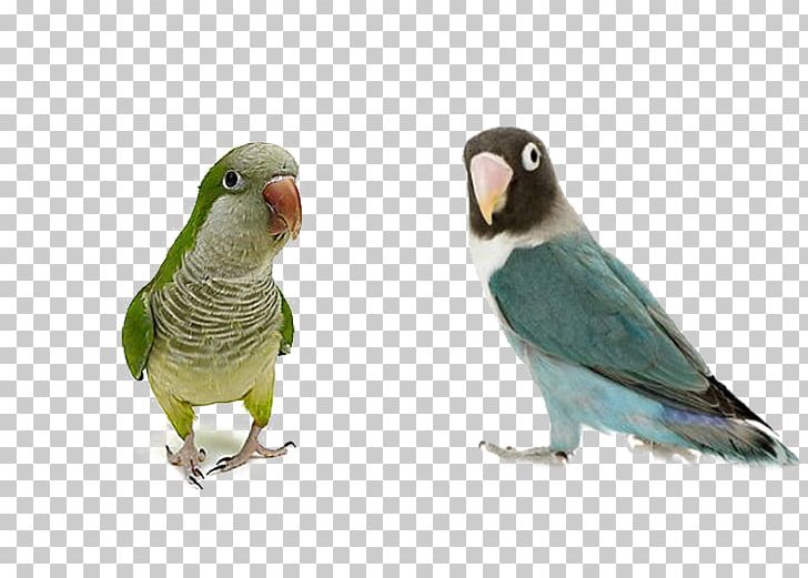 Photographic Paper Standard Paper Size Gloss Inkjet Printing PNG, Clipart, Animal, Animals, Beak, Bird, Birds Free PNG Download