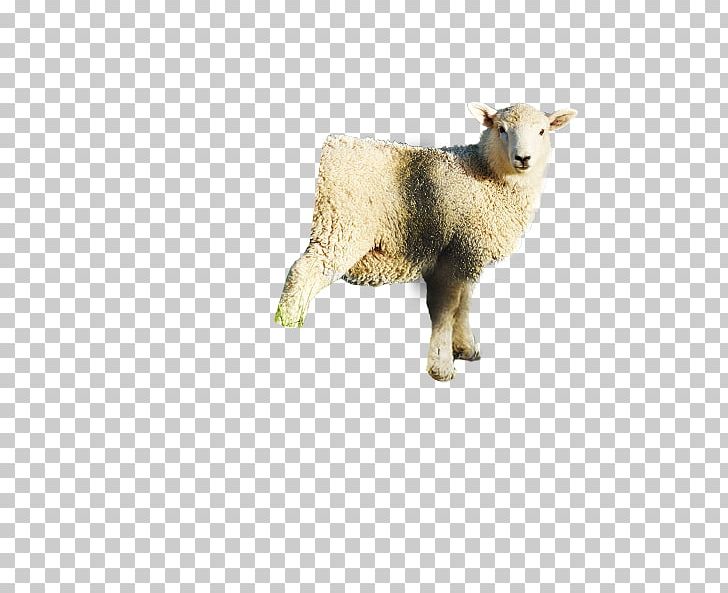 Sheep Aoraki / Mount Cook Iced Coffee Goat PNG, Clipart, Animal Figure, Animals, Aoraki Mount Cook, Coffee, Cow Goat Family Free PNG Download